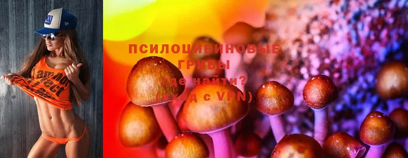 наркошоп  Зея  Галлюциногенные грибы Cubensis 